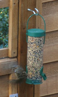 Female Chaffinch departing a seed feeder